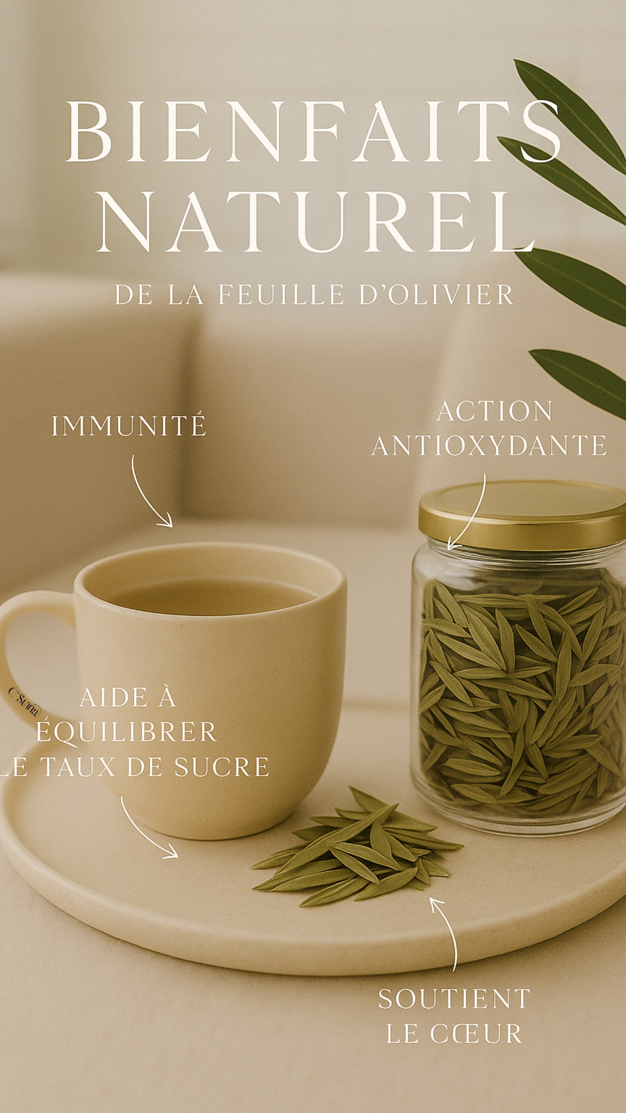 Feuilles d’Olivier